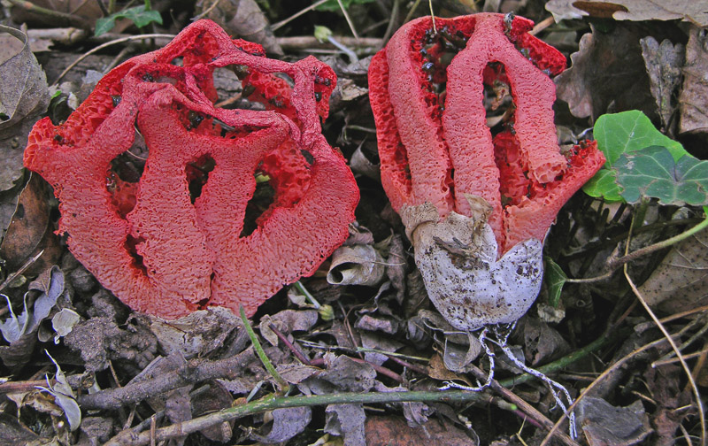 Ritrovamenti di oggi 8 maggio.